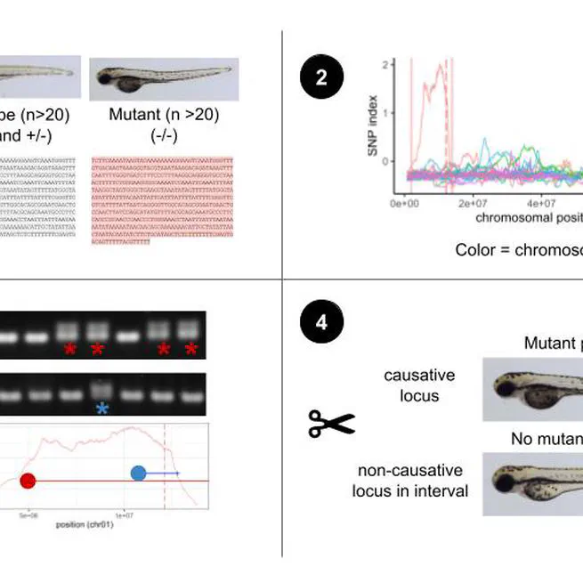 WheresWalker: a pipeline for rapid mutation mapping using whole genome sequencing